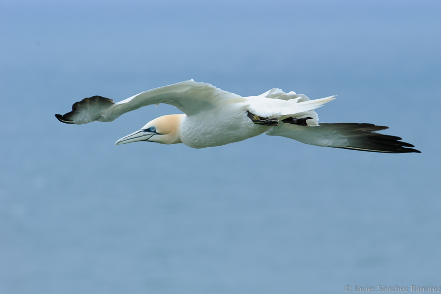 Gannets flying at Bempton Cliffs