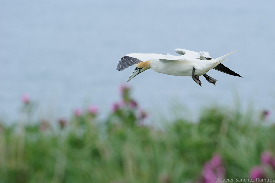 Gannet flying at Bempton Cliffs