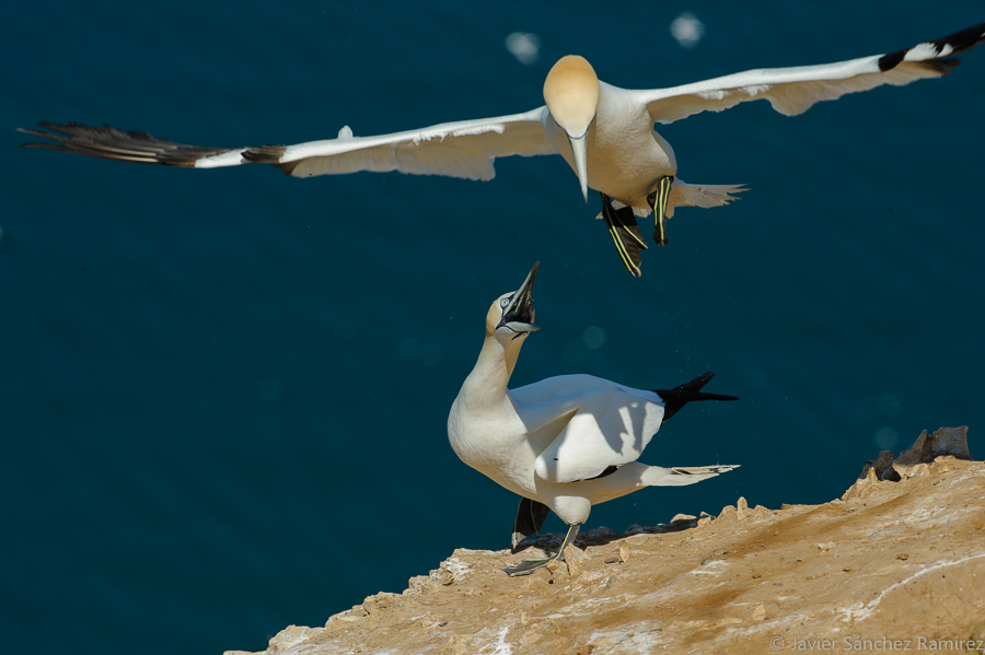 Fighting gannets