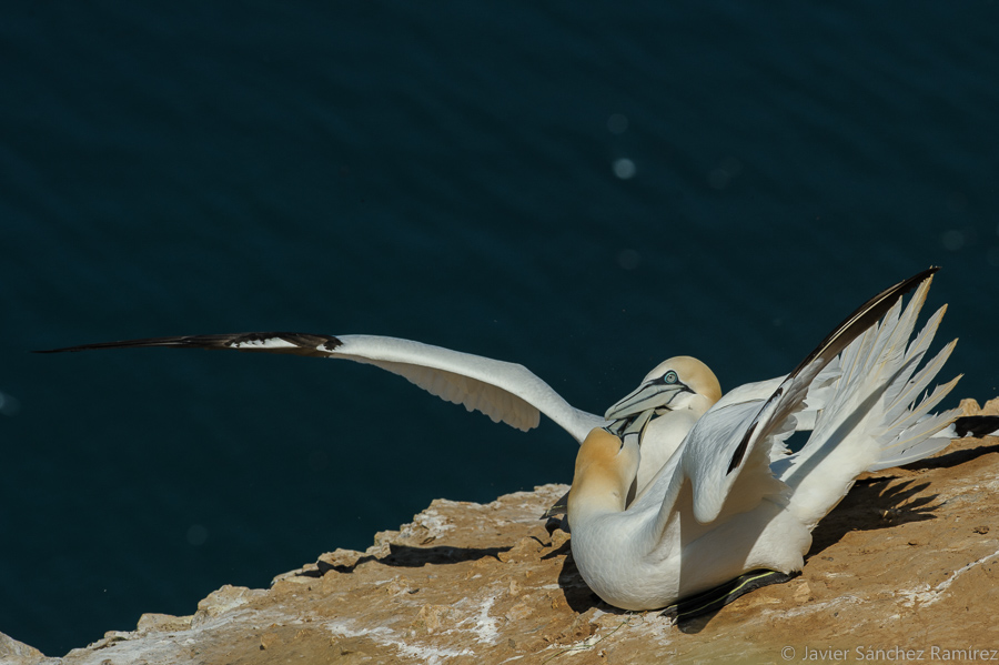 Fighting gannets at Bempton Cliffs