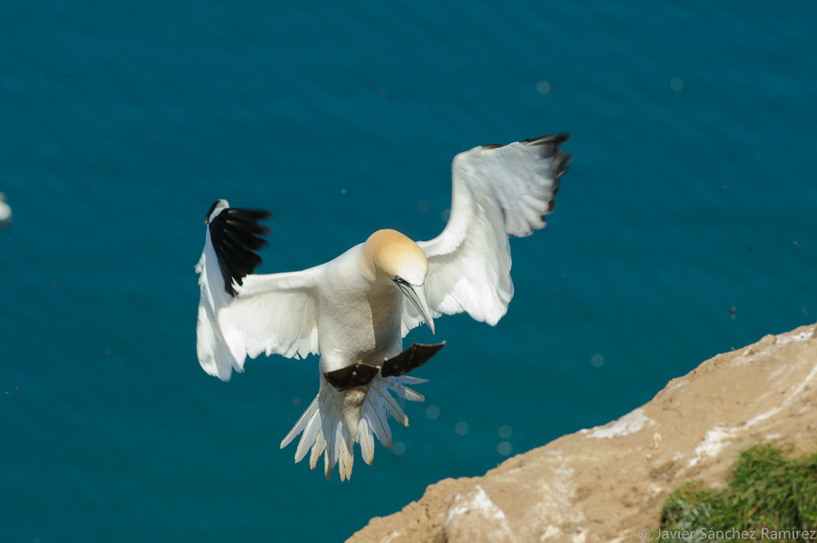 Gannet landing at Bempton Cliffs